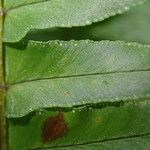 Nephrolepis undulata Leaf
