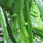 Rhipsalis micrantha Leaf