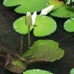 Nymphaea lotus 叶