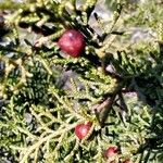 Juniperus phoenicea Levél