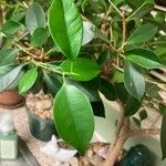 Ficus retusaBlatt