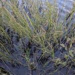 Equisetum fluviatile Hábito