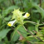 Melampyrum cristatum Λουλούδι