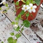 Bacopa repens Feuille