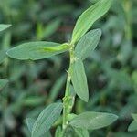 Polygonum aviculare Bark