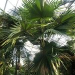 Livistona speciosa Hábito