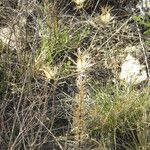 Eryngium leavenworthii Habit