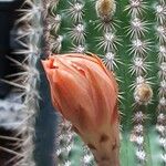 Cleistocactus spp. പുഷ്പം