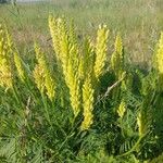 Astragalus asper Flower