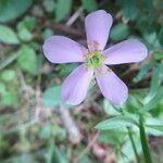 Sabatia angularis Kwiat