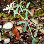 Dorycnium pentaphyllum Habit