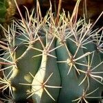 Ferocactus emoryi Leaf