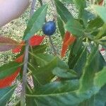 Elaeocarpus angustifolius Fruit