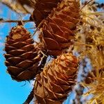 Larix decidua Vaisius