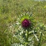 Carduus nutans Flower