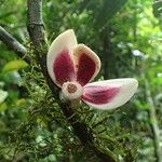 Uvariodendron molundense Flower