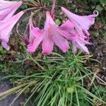 Amaryllis belladonnaCvet