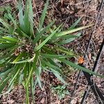 Iris foetidissima Leaf