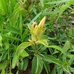 Barleria eranthemoides 其他