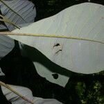 Williamodendron glaucophyllum Leaf