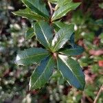 Berberis darwinii Blad