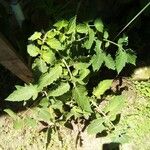 Solanum lycopersicumLeaf