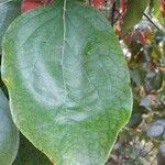 Diospyros kaki Leaf