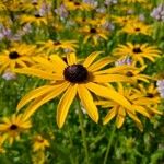 Rudbeckia fulgida Kukka