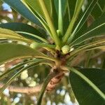 Breonadia salicina Fruit