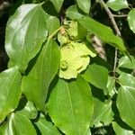 Ziziphus mucronata Frucht