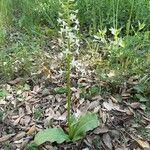 Platanthera bifolia Квітка