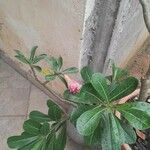 Adenium multiflorum Лист