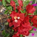 Bougainvillea spectabilis Кветка