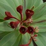 Euphorbia atropurpurea Květ