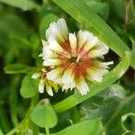 Trifolium occidentale Blomma