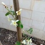 Moringa oleifera Kwiat