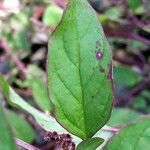 Lipandra polysperma برگ