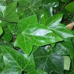 Hedera hibernica Leaf