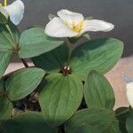 Trillium nivale Leaf