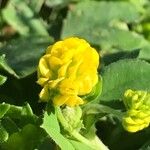 Medicago lupulina Blüte