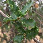 Pterocarpus rotundifolius Leaf