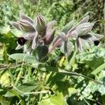 Nonea vesicaria Flor