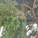 Dimocarpus longan برگ
