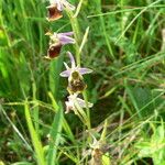 Ophrys fuciflora മറ്റ്