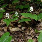 Maianthemum bifolium Облик