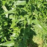 Atriplex sagittata Leaf