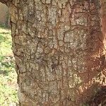 Toona ciliata Bark