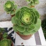 Aeonium aureum Blad