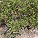 Arctostaphylos patula 葉