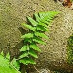 Dryopteris cristata पत्ता